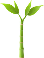 Fresh Bamboo Sprout Growth