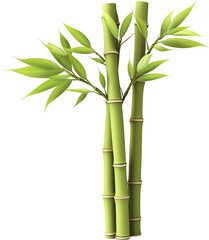 Fresh Green Bamboo Shoots
