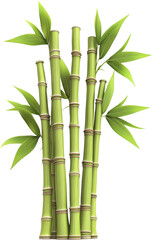 A Lush Bamboo Grove