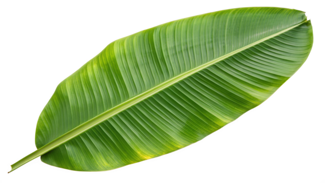 A single large banana leaf with vibrant green color and clear vein structure on a transparent background.