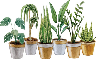 Vector composition indoor flowers. Watercolor illustration. White background. For your design