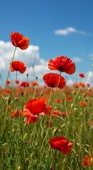 Fototapeta premium Vibrant Red Poppy Field Under Blue Sky on Sunny Day