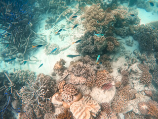 Multiple fish at the great barrier reef, Australia