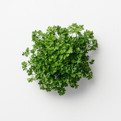 Obraz premium Fresh Green Herb Parsley on White Background for Culinary Use