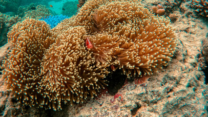 Anemone fish at the Great barrier Reef in Queensland, Australia