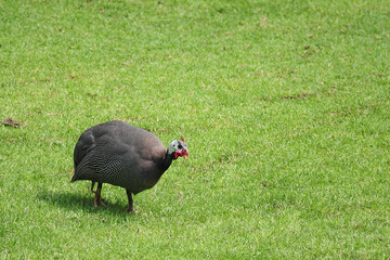 A beautiful of Helmeted Guineafowl (Numida meleagris), guineafowl, guineahen walking on green grass in the garden.