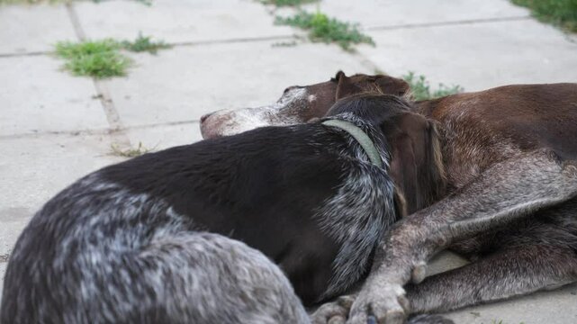 Pretty german shorthaired and wirehaired pointer dogs playing with each other in home yard. Cute brown kurzhaar and drahthaar doggy having fun in house courtyard. Concept of love for animals. Slow mo