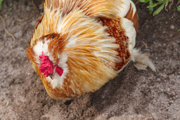 A beautiful of Brahma chicken in the garden.