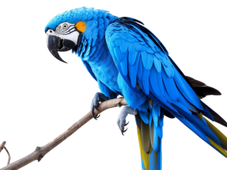 Vibrant Blue Macaw Parrot Perched on Branch Stunning Wildlife Photography