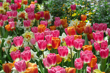 Beautiful of Tulips flowers blooming in the colorful background. pink tulip flowers blooming