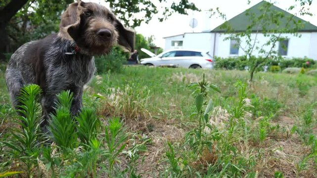 Playful brown drahthaar puppy running on grass at garden. Funny german wirehaired pointer dog plays with his owner jogging on green lawn at summer day. Concept of human and animal friendship. Slow mo