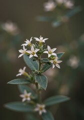 White Star Shaped Flowers with Green Leaves in Natural Light