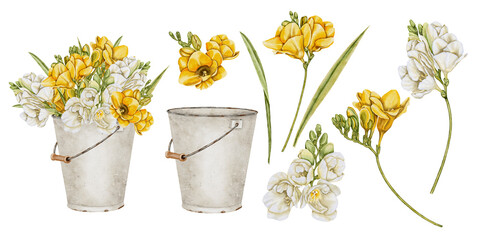 Yellow and white freesia flower with leaves in white metal bucket set. Watercolor illustration realistic style for invitations, certificates, printing on cosmetics packaging, perfumes, typography © Mea_ta 