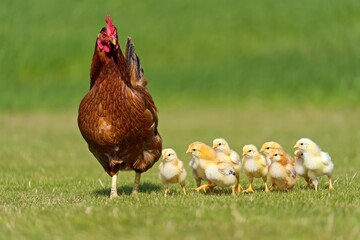 Fototapeta premium Mother hen guiding her chicks across a grassy field during bright daylight