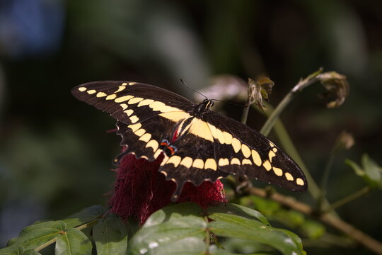 papilio cresphontes - Ritterflater