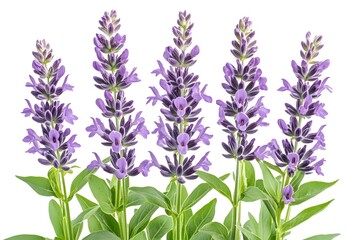 Naklejka premium Five lavender-purple flower stalks with green leaves, isolated on white