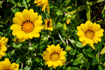 Bright yellow gazania flowers with dark central markings bloom in lush green foliage