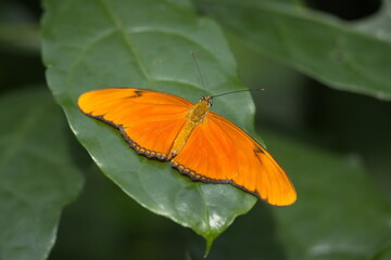 Leuchtender Oranger Schmetterling