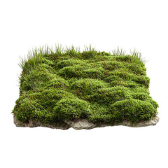 Lush green moss patch close up nature background natural environment isolated on transparent  background png