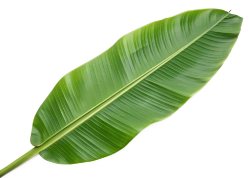 A large, green banana leaf with a prominent central vein stretches diagonally across a light gray background. The leaf displays a color gradient and has slightly wavy edges.