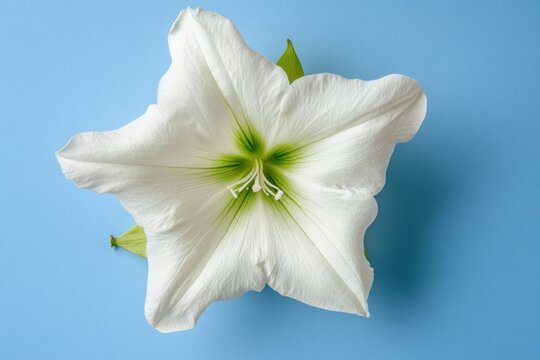 Floral beauty in focus: white petals, green core, solid sky blue background, high-res