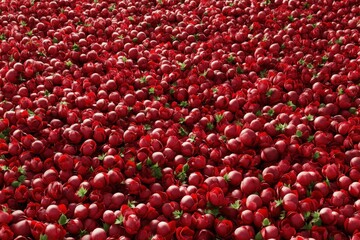 A vibrant field of closely packed red blossoms.