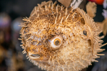 Ornamental Pufferfish in Detailed Display