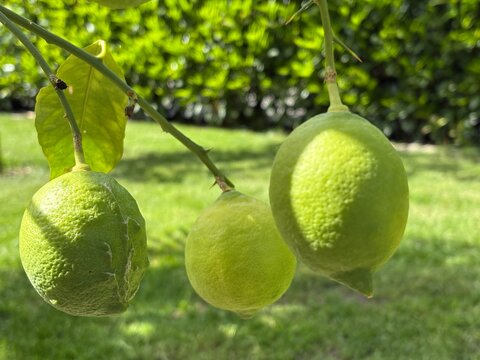 Zitronenbaum mit frischen Zitronen