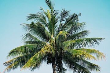 Coconut palm tree against with blue sky and white cloud.
