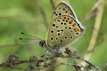 butterfly on a flower
