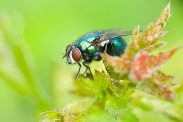 fly on leaf