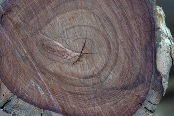 Sawing wood in a wood factory