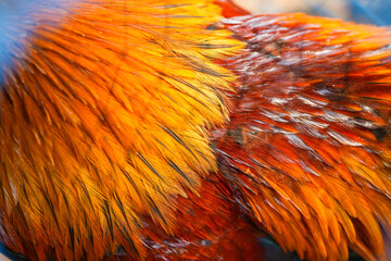 Macro photo of beautiful colorful chicken feathers.