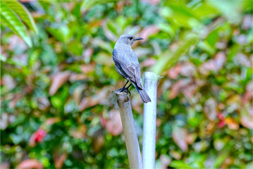 イソヒヨドリの鳴き声