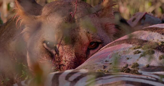 Close up of a lioness' (panthera leo) head starring at camera while feeding on zebra (Equus quagga) kill during the morning in Kenya.