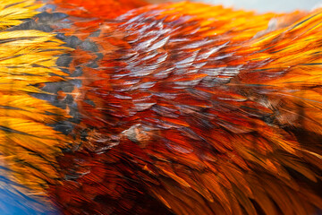 Macro photo of beautiful colorful chicken feathers.