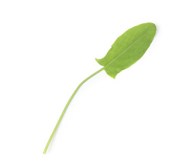 One fresh green sorrel leaf isolated on white