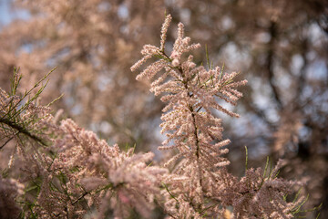 pink flowers of tamarisk (Tamarix parviflora) spring bloom in the garden, city greening
