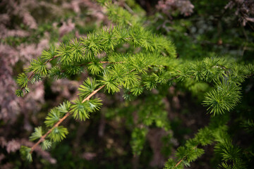 Young spring branches of larch. Close-up of green young needles of larch.
