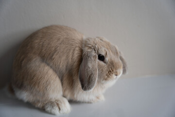 animal, hamster, rabbit, pet, rodent, mouse, mammal, isolated, fur, white, pets, cute, fluffy,...