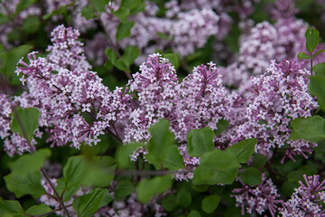 Close-up of blooming light purple lilac flowers (Syringa) with vibrant green leaves. The image captures the delicate, star-shaped blossoms in full bloom, evoking a sense of spring freshness and natura