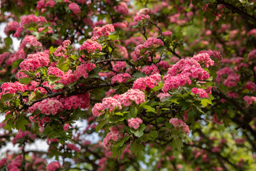 Fototapeta premium Hawthorn with profuse double pink flowers Crataegus laevigata, known as mid-latitude hawthorn, English hawthorn, forest hawthorn or Mayflower 