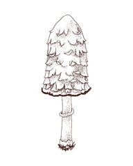 Shaggy inky cap mushroom hand drawn vector