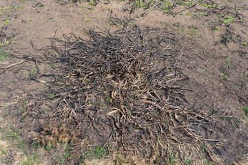 Charred remains of a gorse bush after land management controlled burning.