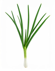 Obraz premium Fresh spring onion growing on a white background