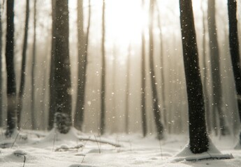 Fototapeta premium forest in winter