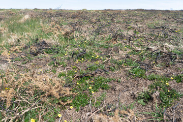 New plants, grass and wild flowers growing at the site of a controlled gorse bush burn land management site.