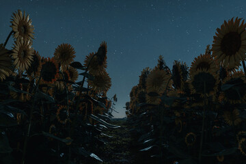 Field of upright sunflowers at night with a path through them. 3D Rendering