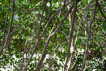 Beautiful natural patterned trees