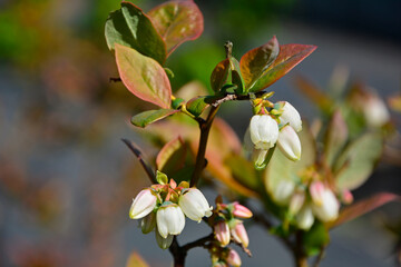 Obraz premium kwitnąca borówka wysoka, kwitnaca borówka amerynkańska, (Vaccinium corymbosum), flowers blue huckleberry, tall huckleberry, swamp huckleberry, high blueberry, swamp blueberry 
